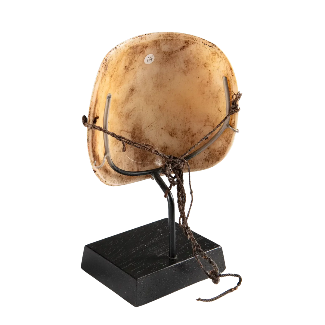 Two Oceanic Tribal Shell Codpieces with natural patina displayed on a black wooden stand isolated on white background