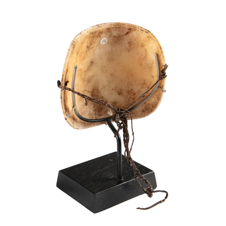 Two Oceanic Tribal Shell Codpieces with natural patina displayed on a black wooden stand isolated on white background