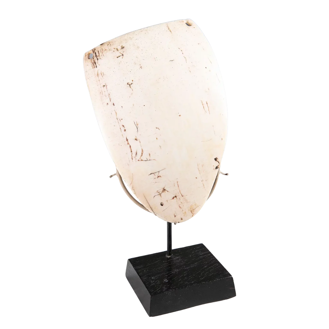 Two Oceanic Tribal Shell Codpieces displayed on a black stand showcasing natural shell texture and tribal design.