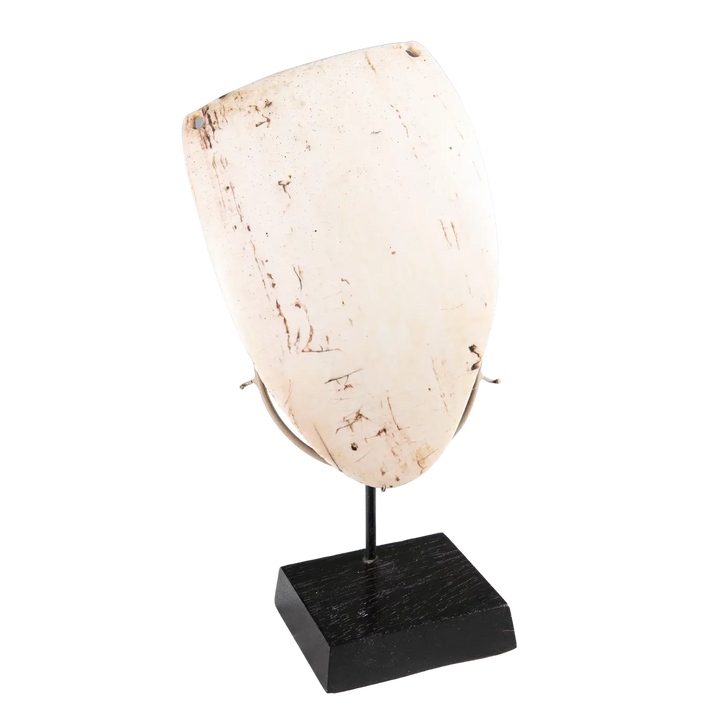 Two Oceanic Tribal Shell Codpieces displayed on a black stand showcasing natural shell texture and tribal design.