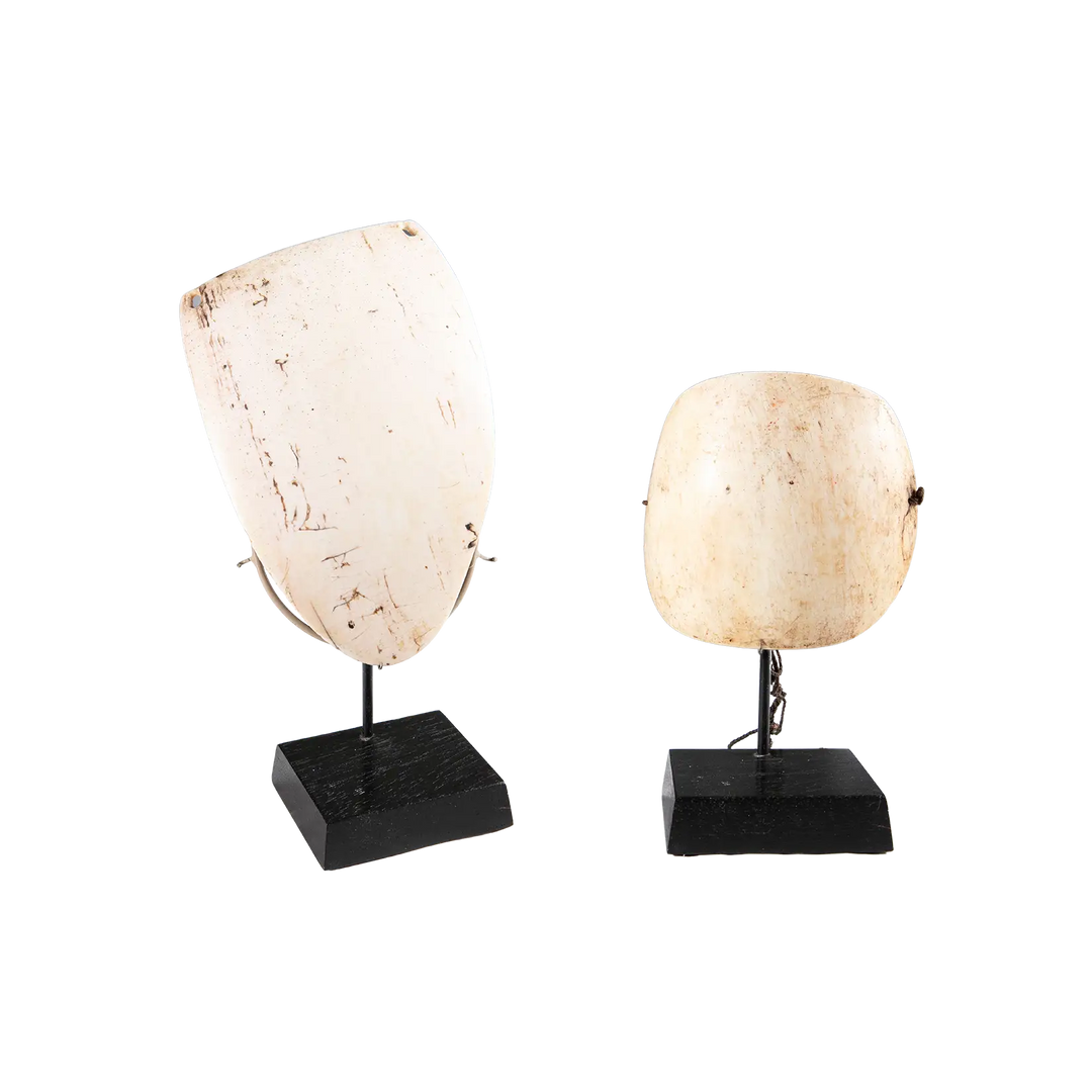 Two Oceanic Tribal Shell Codpieces displayed on black stands with natural white shell texture and tribal markings.