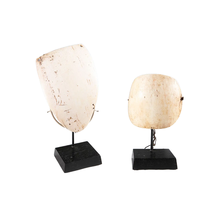Two Oceanic Tribal Shell Codpieces displayed on black stands with natural white shell texture and tribal markings.