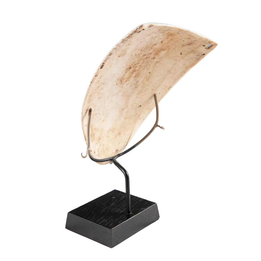 Single Two Oceanic Tribal Shell Codpiece mounted on a black stand, showcasing natural texture and tribal design details.
