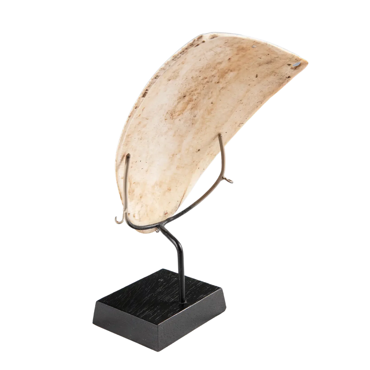 Single Two Oceanic Tribal Shell Codpiece mounted on a black stand, showcasing natural texture and tribal design details.
