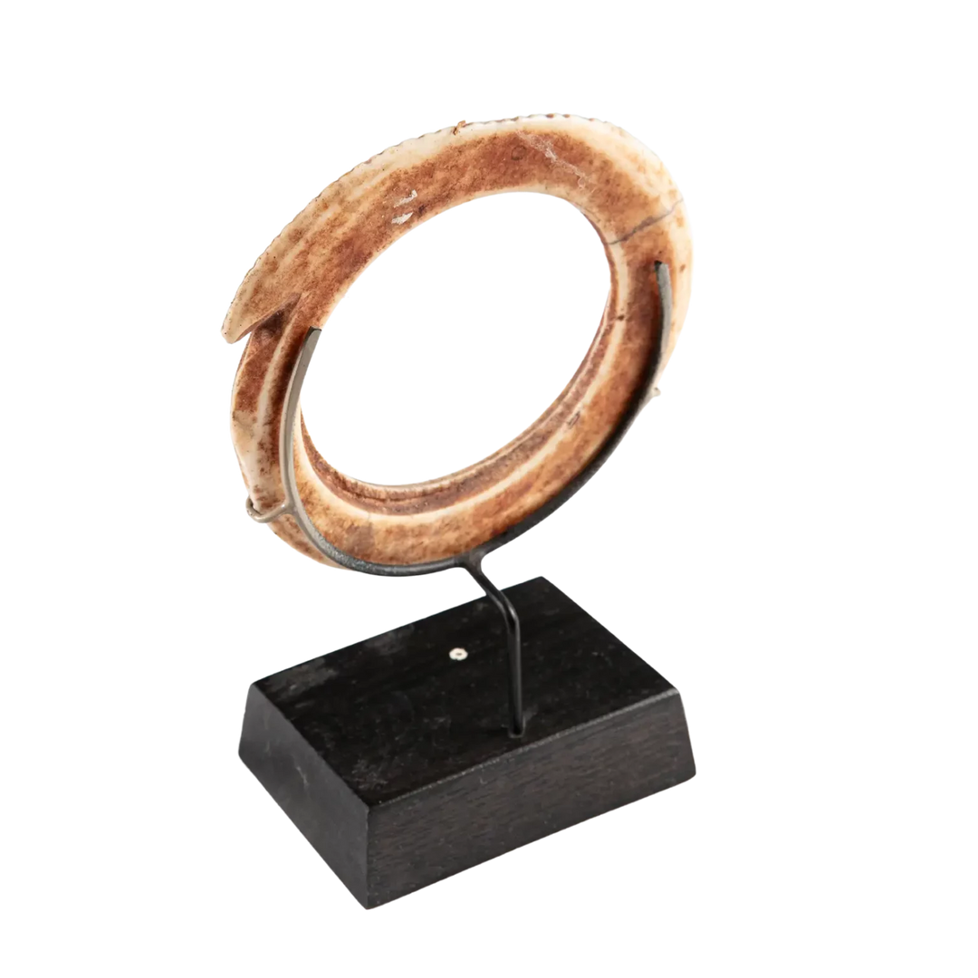 Oceanic Shell Bangle | 19th century tribal shell bangle with incised border decoration on black display stand
