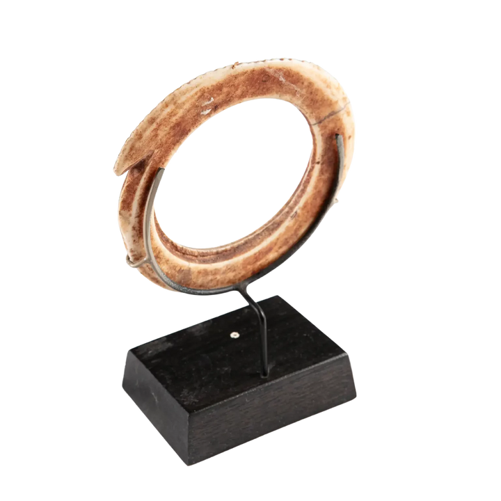 Oceanic Shell Bangle | 19th century tribal shell bangle with incised border decoration on black display stand