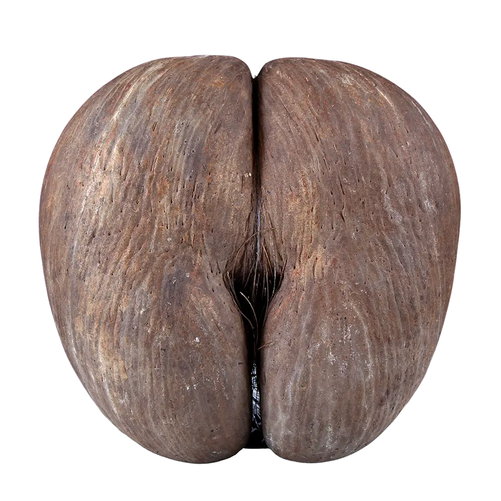 Coco de Mer Nut: A Remarkable Discovery - Nicholas Wells Antiques