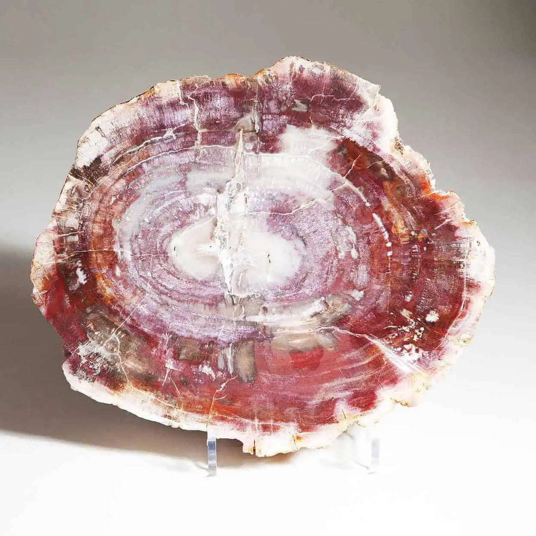 Madagascan Fossil Tree Trunk Slice