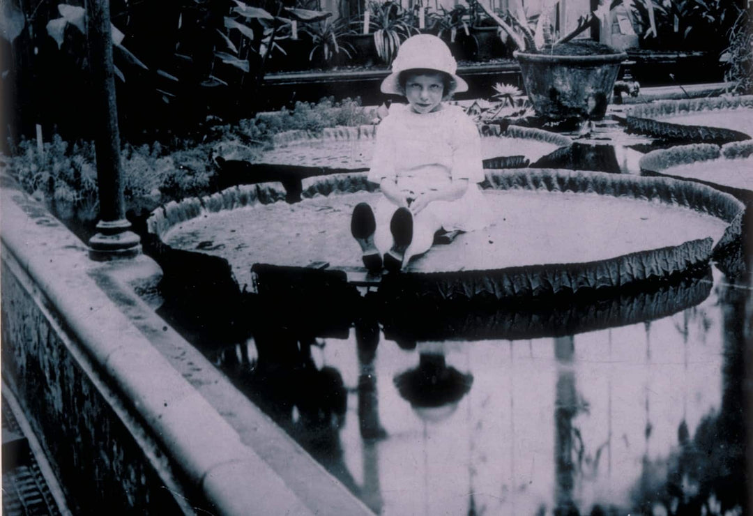 The Architectural Flower: Victoria Amazonica and the Great Exhibition 