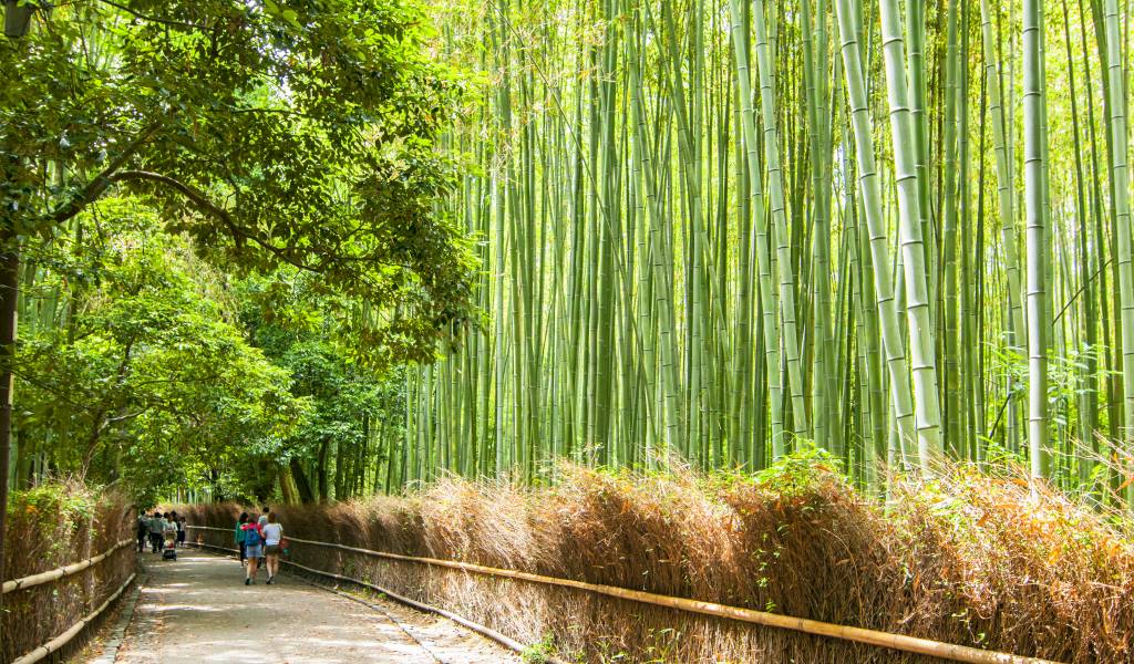 Bamboo