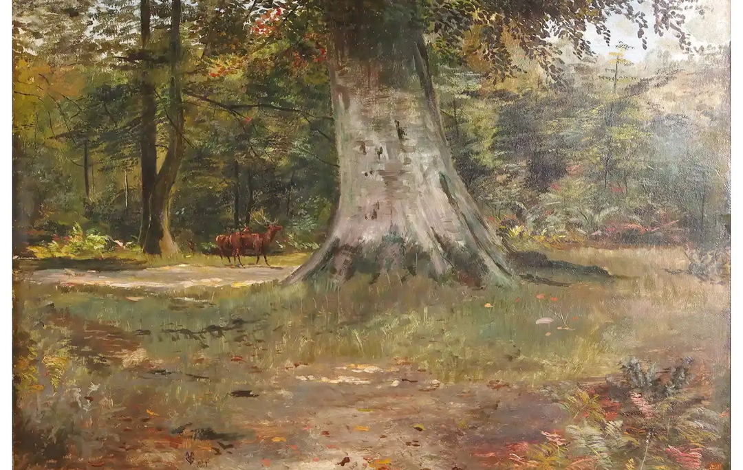 Beech