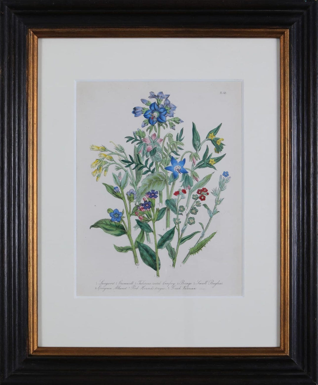 Botanical Prints and design at Nicholas Wells Antiques
