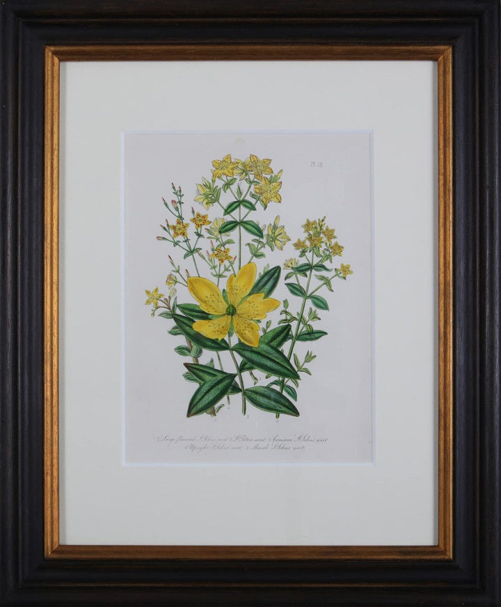 Jane Loudon