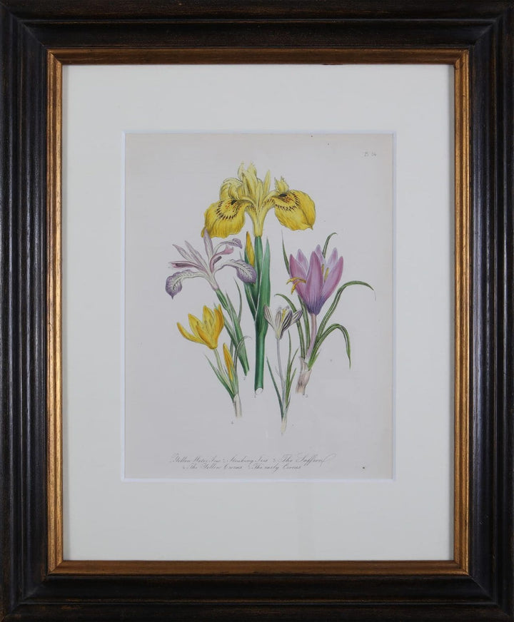 Jane Loudon