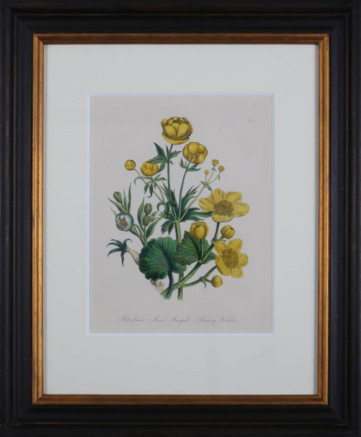 Jane Loudon