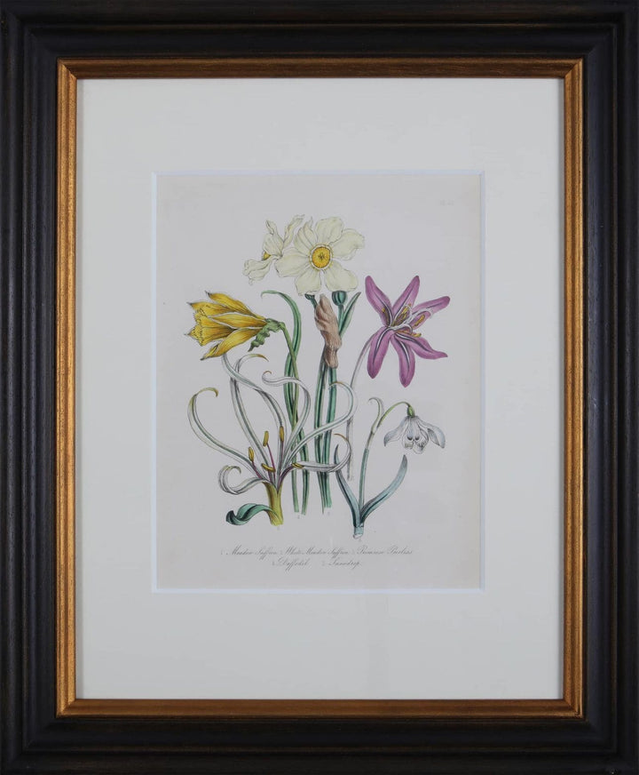 Jane Loudon