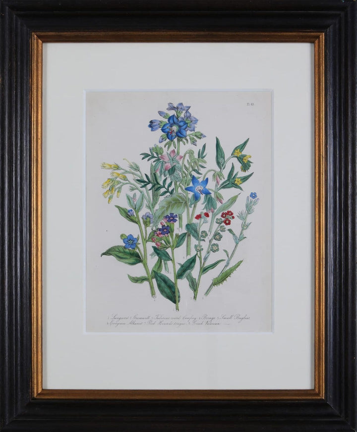 Jane Loudon