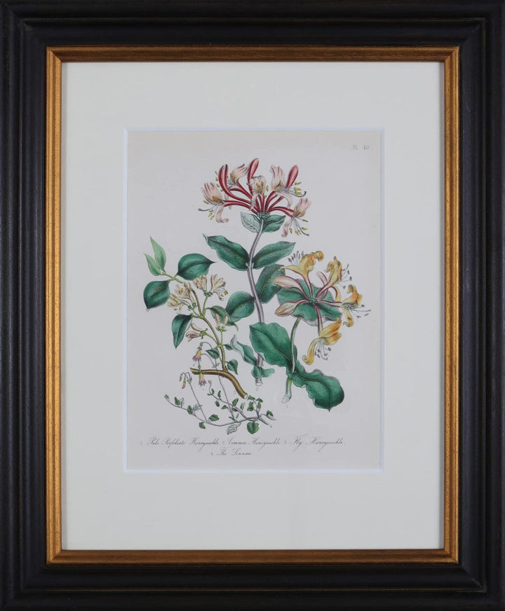 Jane Loudon