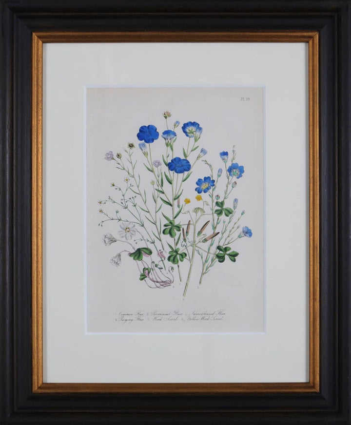 Jane Loudon