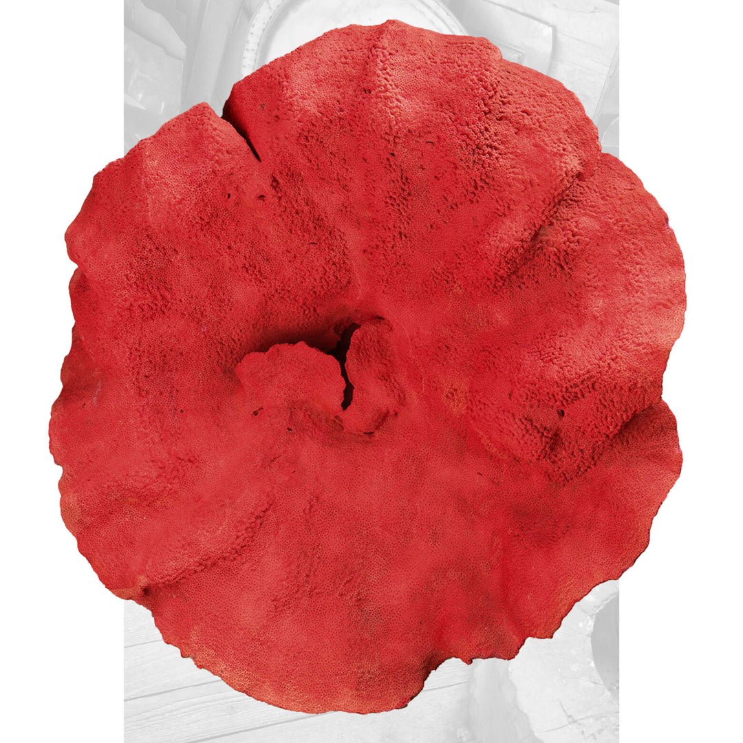 Magnificent Red Coral Specimen