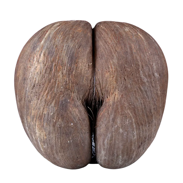 Coco de Mer Nut