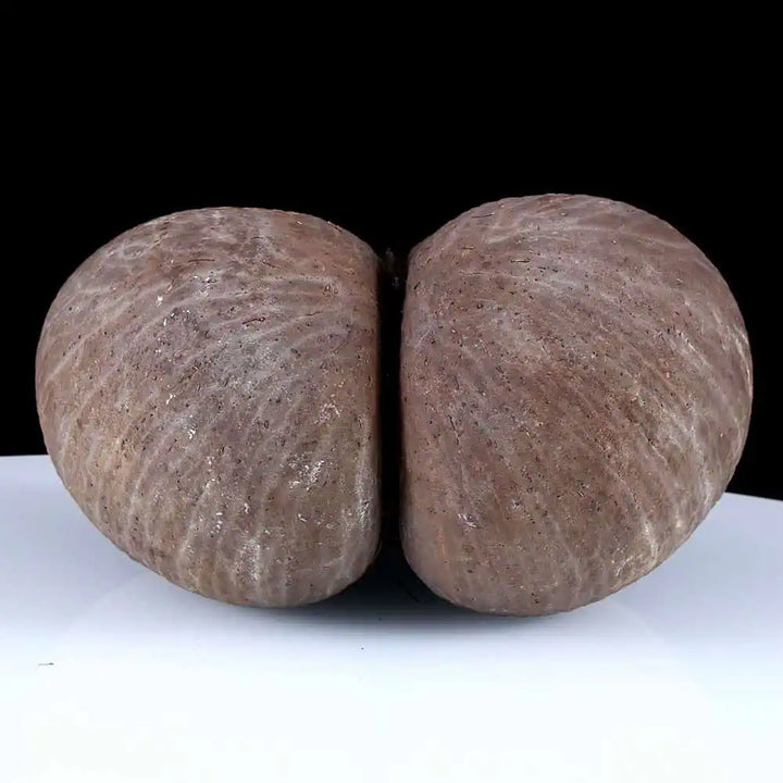 Coco de Mer Nut