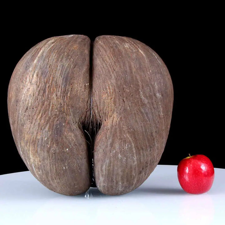 Coco de Mer Nut
