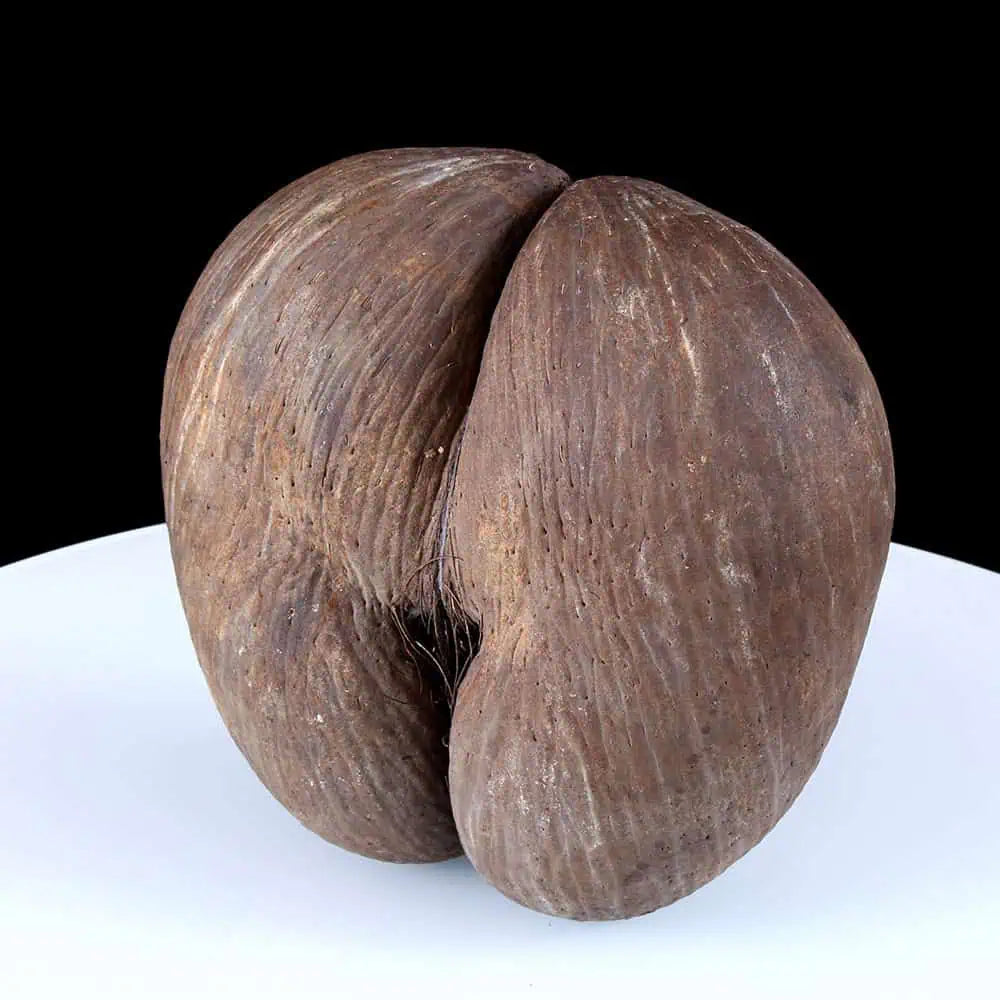 Coco de Mer Nut: A Remarkable Discovery - Nicholas Wells Antiques