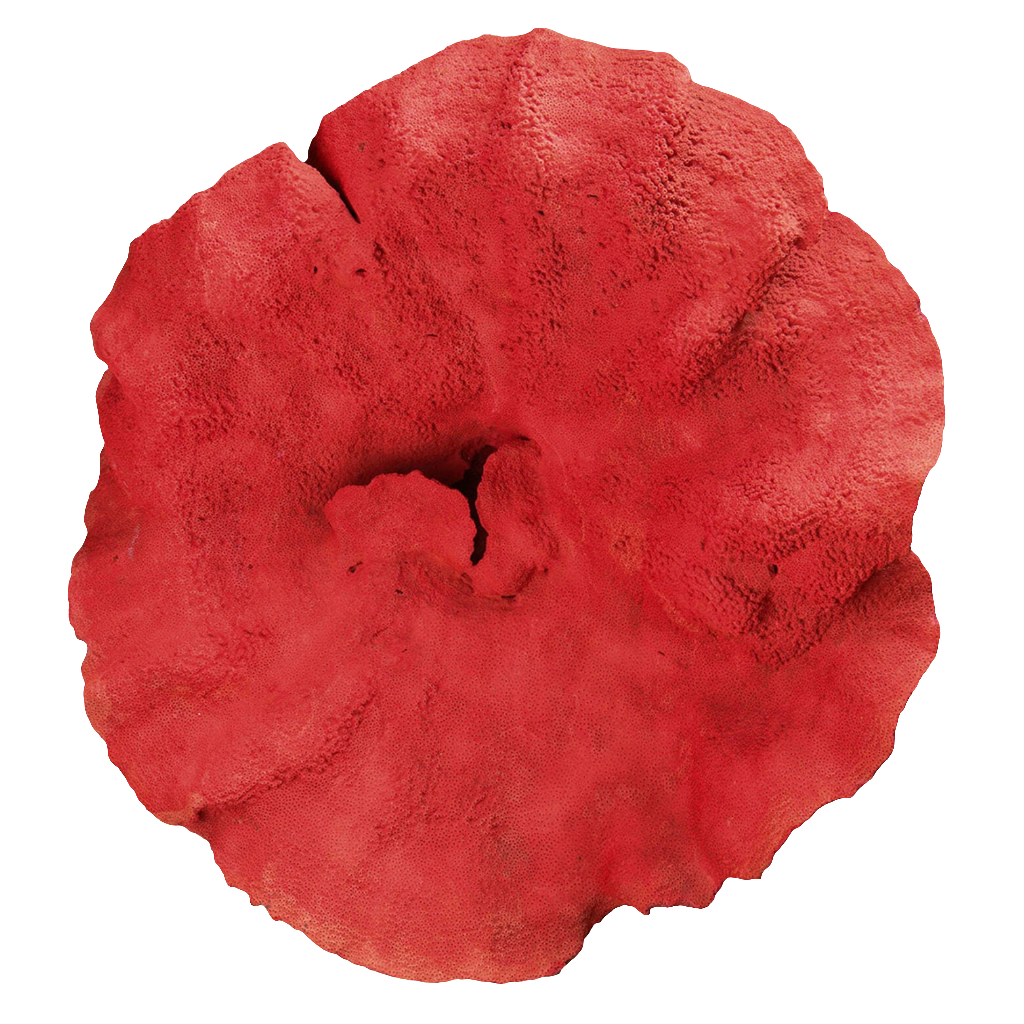 Magnificent Red Coral Specimen