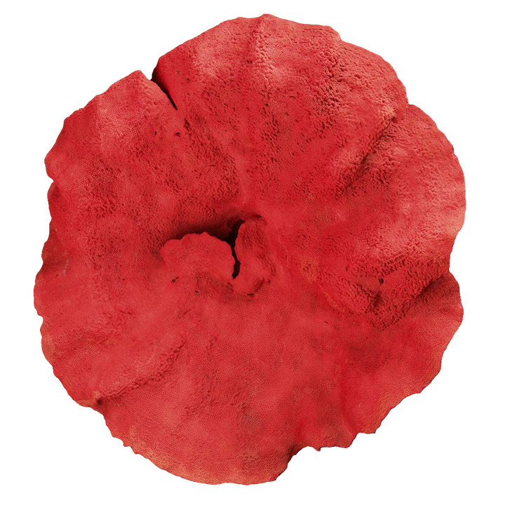 Magnificent Red Coral Specimen
